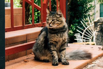 Beautiful domestic cat (Felis catus) in back yard