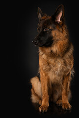 German shepherd dog sitting on black background