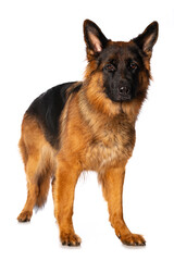 German shepherd dog standing isolated on white