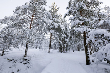 Path in the snowy pine forest