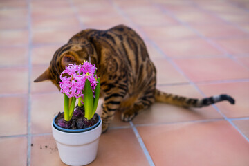 Hyacinth potted plant. Bengal cat with hyacinth flower at home garden. Pink Hyacinth flower in white pot