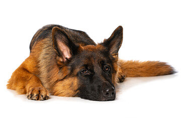 German shepherd dog lying isolated on white
