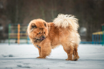 Portrait of a beautiful purebred chow-chow dog in the snow.