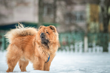 Portrait of a beautiful purebred chow-chow dog in the snow.