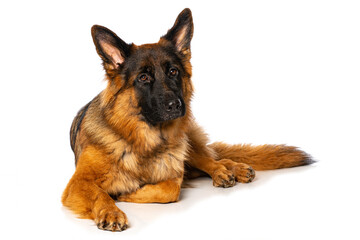German shepherd dog lying isolated on white