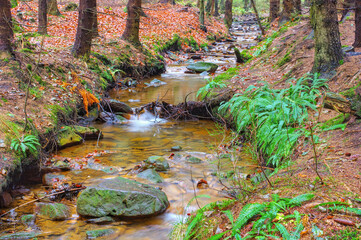 Hammerbach im Zittauer Gebirge - small creek in Lusatian mountains in autumn - obrazy, fototapety, plakaty