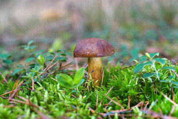 Marone Pilz im Herbstwald - brown Bay Bolete mushroom in autumn forest - obrazy, fototapety, plakaty