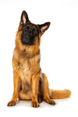 German shepherd dog sitting isolated on white