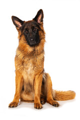 German shepherd dog sitting isolated on white