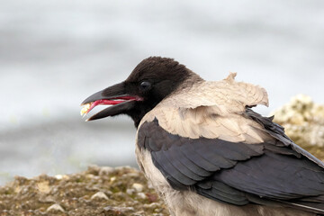 The gray crow eats. The tongue helps to eat. Close-up. Selective sharpness.