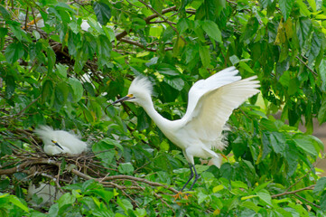 
Egret in the middle of the forest, bringing a branch to build and maintain the nest for the chick
