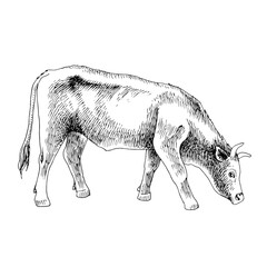 Hand drawn cow, isolated on a white background