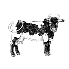 Standing black and white milk cow, side view