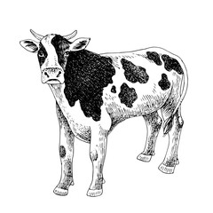 Hand drawn cow isolated on white background