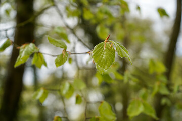 Fototapeta na wymiar Close up of fresh green leaves in spring