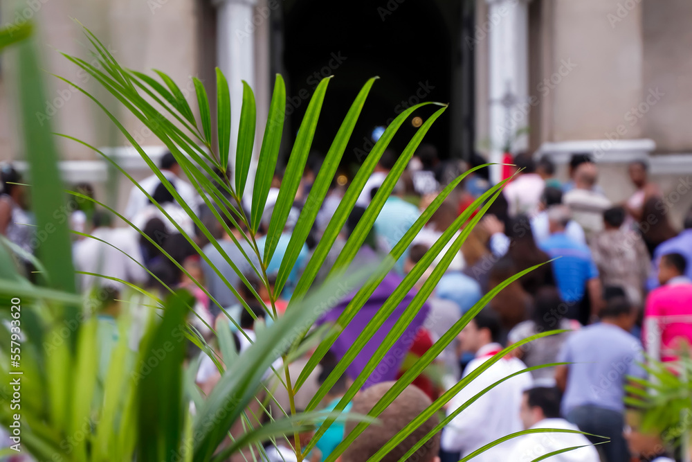 Wall mural palm sunday holy week