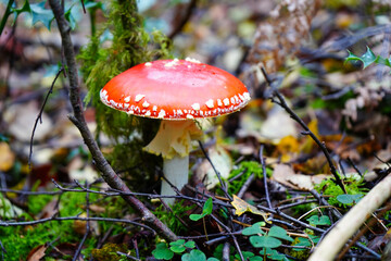 Close up of a Amanita muscaria mushroom