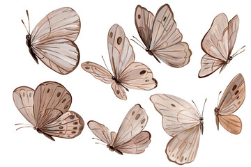 Fototapeta Collection Beige butterflies illustration set on isolated white background, acrylic painting, Decorative elements  obraz