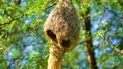 Wildlife - Weaver Birds Nest on Bamboo Tree in Nature Outdoor. Baya weaver with nest