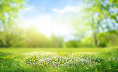 Fototapeta premium Beautiful blurred spring background nature with blooming glade, trees and blue sky on a sunny day.