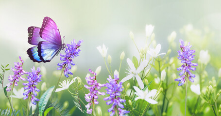 Fototapeta Purple butterfly on wild white violet flowers in grass in rays of sunlight, macro. Spring summer fresh artistic image of beauty morning nature. Selective soft focus. obraz