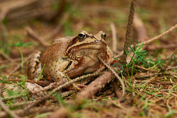 Grasfrosch im Herbst im Wald	
