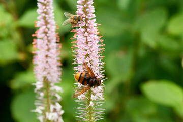 Hornissenschwebfliege (Volucella zonaria)	