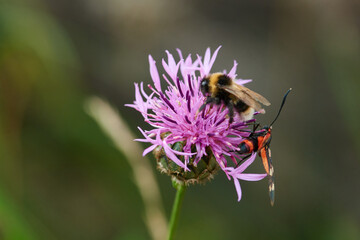 Veränderliches Widderchen(Zygaena ephialtes) und eine Hummel	