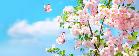 Large-format spring image of blooming nature. Branches of pink cherry blossoms and fluttering...