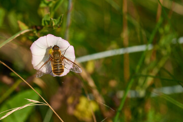 Hottentottenfliege (Villa hottentotta)	
