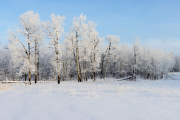 hoar frost covered trees with bright blue sky