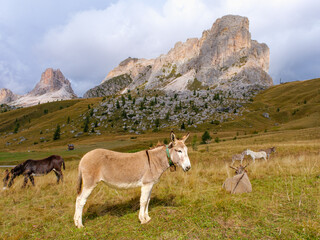 Donkey in the wonderful landscape of the Dolomites mountains, South Tyrol, Italy