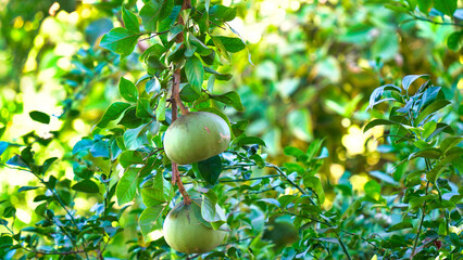 Indian bael fruit or wood apple fruit (aegle marmelos) in a brass plate along with trifoliate leaves