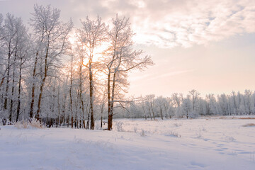 sunrise in winter landscape with hoar frost covering trees