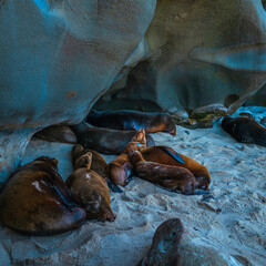 La Jolla Cove Beach Seascape, California sea lions resting under the cliffs in La Jolla, San Diego