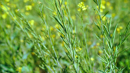 Seemingly endless field of yellow mustard plants in bloom in the Palouse region of Western Idaho