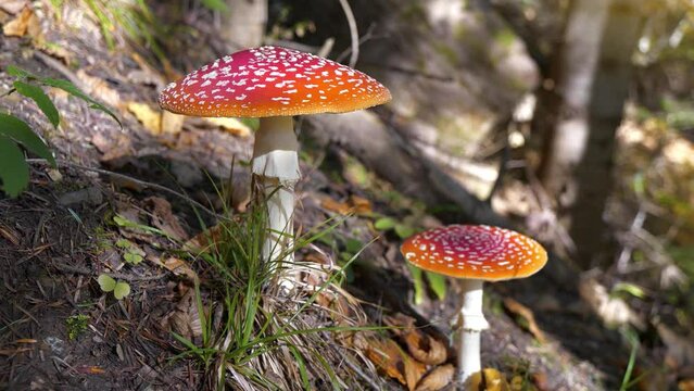 Two fly agaric Amanita muscaria grows in the forest in Carpathians, western Ukraine. Pair of red beautiful but inedible mushrooms grows in autumn wood