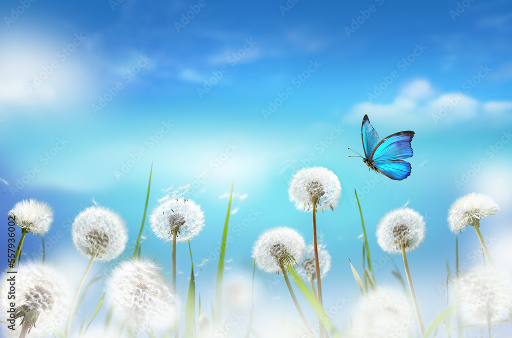 Aufkleber white fluffy dandelions in a field against a blue sky with clouds and a blue fluttering butterfly. a