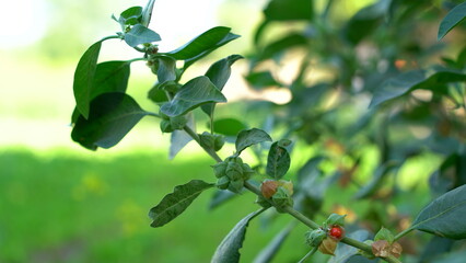 Commonly known as Ashwagandha, is an important medicinal plant that has been used in Ayurved