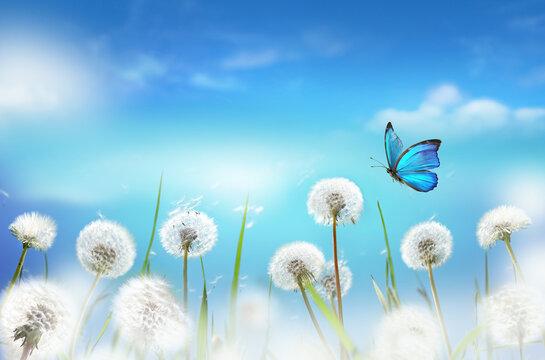 Fototapeta White fluffy dandelions in a field against a blue sky with clouds and a blue fluttering butterfly. Amazingly beautiful spring nature. Shot with soft selective focus.