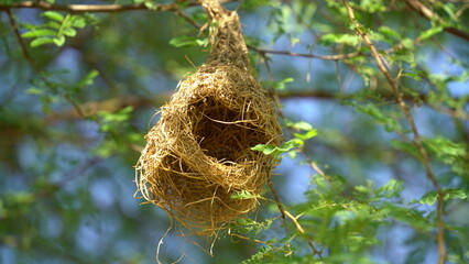 Wildlife - Weaver Birds Nest on Bamboo Tree in Nature Outdoor. Baya weaver with nest
