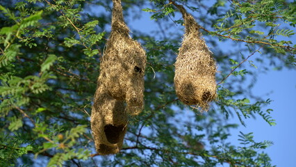 Wildlife - Weaver Birds Nest on Bamboo Tree in Nature Outdoor. Baya weaver with nest