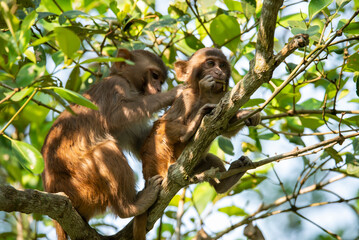 Monkey on the branches