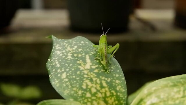 the grasshopper performs a mimicking technique and dancing on a green leaf Aglaonema