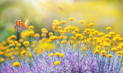 Foto op Plexiglas Cheerful buoyant spring summer shot of yellow Santolina flowers and butterflies in meadow in nature outdoors on bright sunny day, macro. Soft selective focus. © Laura Pashkevich