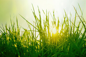 Spring juicy grass with blurry selective focus. The sun shines through the young green grass in...