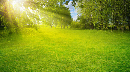 Beautiful warm summer widescreen natural landscape of park with a glade of fresh grass lit by  sun. - obrazy, fototapety, plakaty