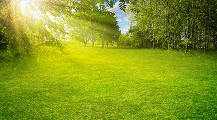 Fotobehang Beautiful warm summer widescreen natural landscape of park with a glade of fresh grass lit by  sun. © Laura Pashkevich