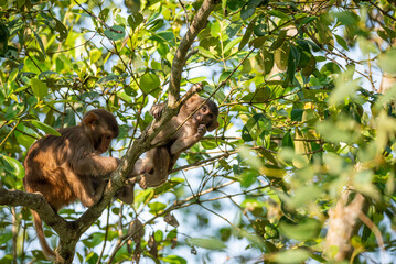 Monkey on the branches