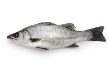 blackfin seabass isolated on white background